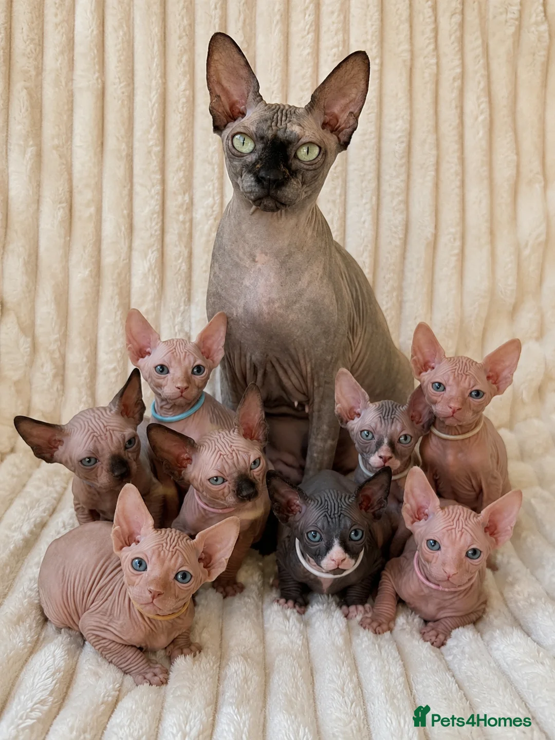 Sphynx cats for sale:  A Very Special Little Girl – Now Available  - Advert 2