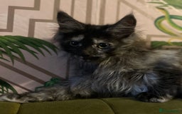 Maine Coon cats for sale: 🔥 TICA Maine coon kittens 🔥  READY NOW 💕💕 - Image 36