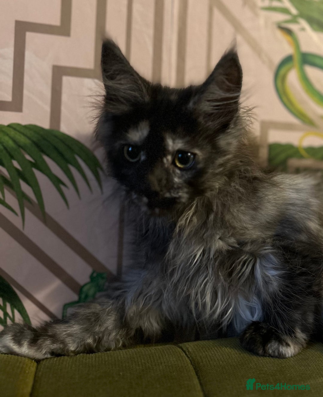 Maine Coon cats for sale: 🔥 TICA Maine coon kittens 🔥  READY NOW 💕💕 - Image 36
