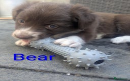 Border Collie dogs for sale: Red and white border collie/Sheepdog Pups - Image 12