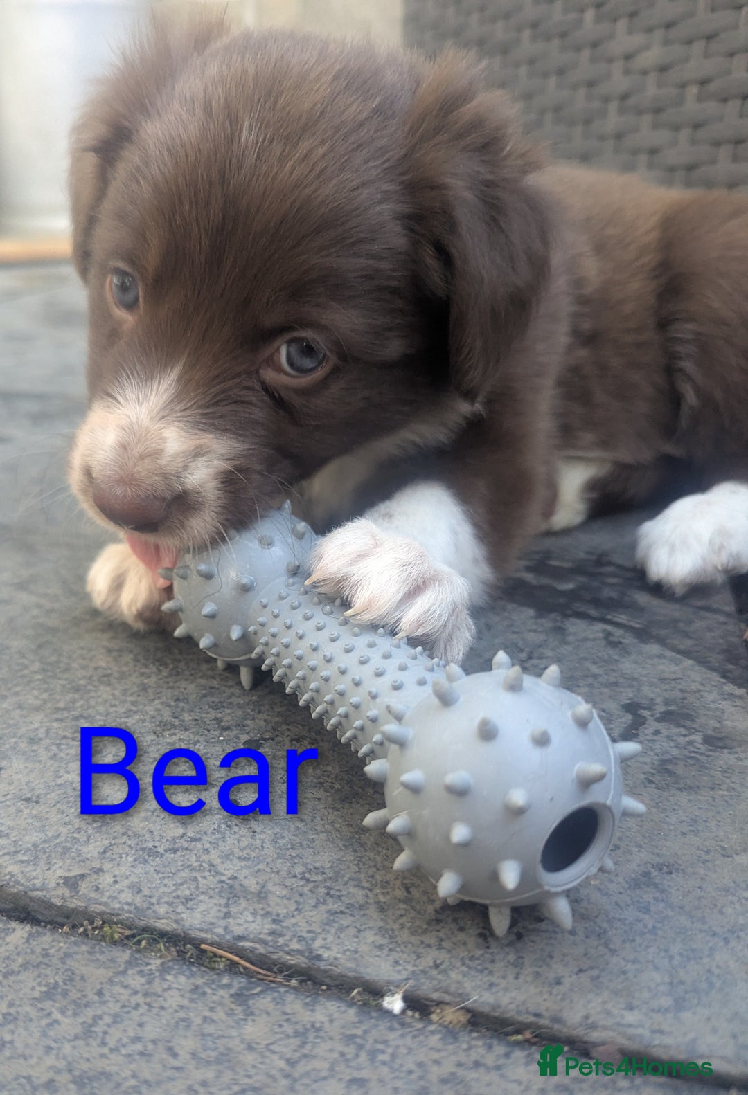 Border Collie dogs for sale: Red and white border collie/Sheepdog Pups - Image 12