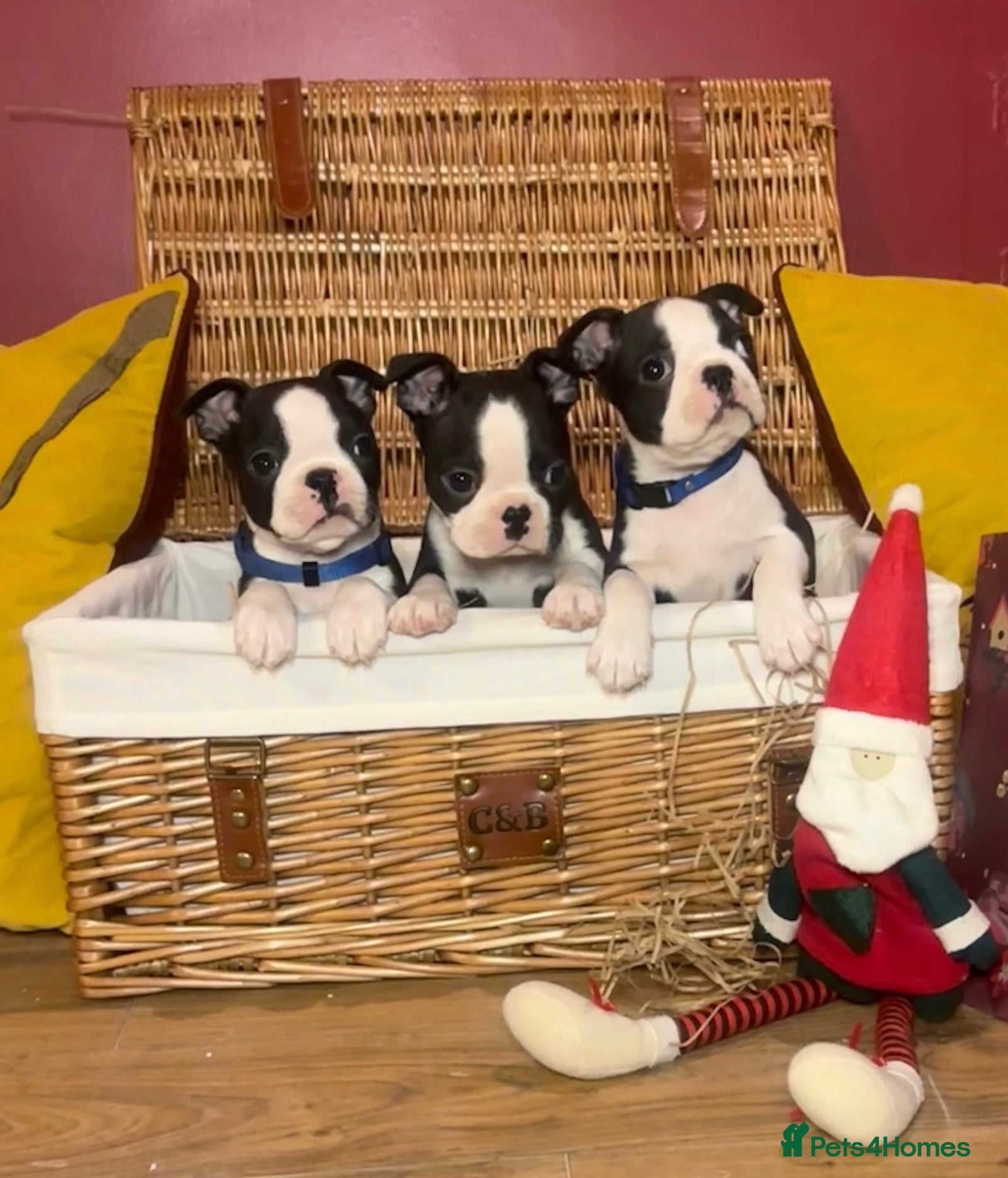 Boston Terrier dogs Beautiful KC registered Boston Terrier puppies  - Advert 2