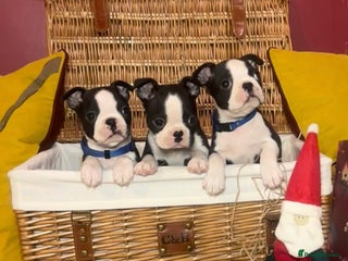 Boston Terrier dogs Beautiful KC registered Boston Terrier puppies - Advert 2