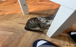 Mixed Breed cats for sale: Male white tabby available for rehoming - Image 3
