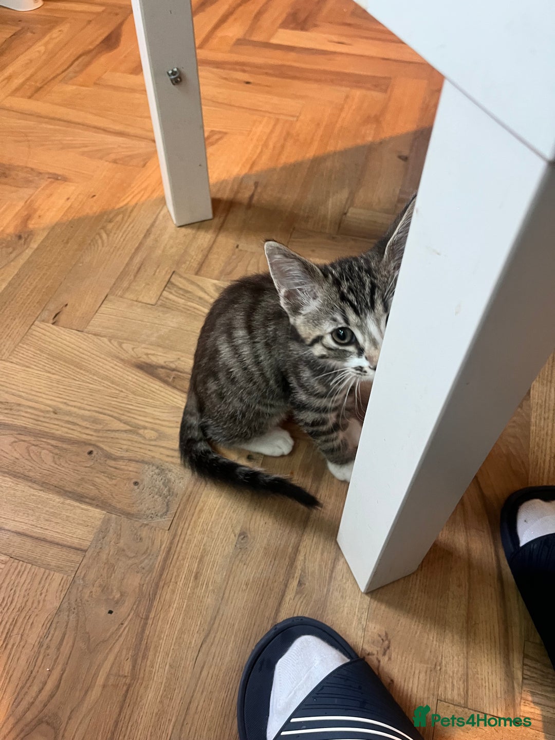 Mixed Breed cats for sale: Male white tabby available for rehoming - Image 3