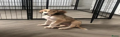 Saluki Puppy 5
