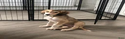 Saluki dogs for sale: Beautiful Saluki puppies Now Available - Advert 20