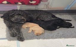 Labradoodle dogs for sale: Adorable Labradoodle puppies - Advert 11