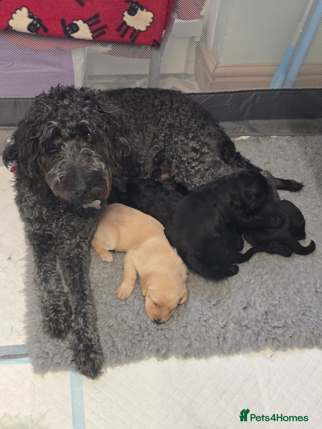 Labradoodle dogs for sale: Adorable Labradoodle puppies - Advert 11
