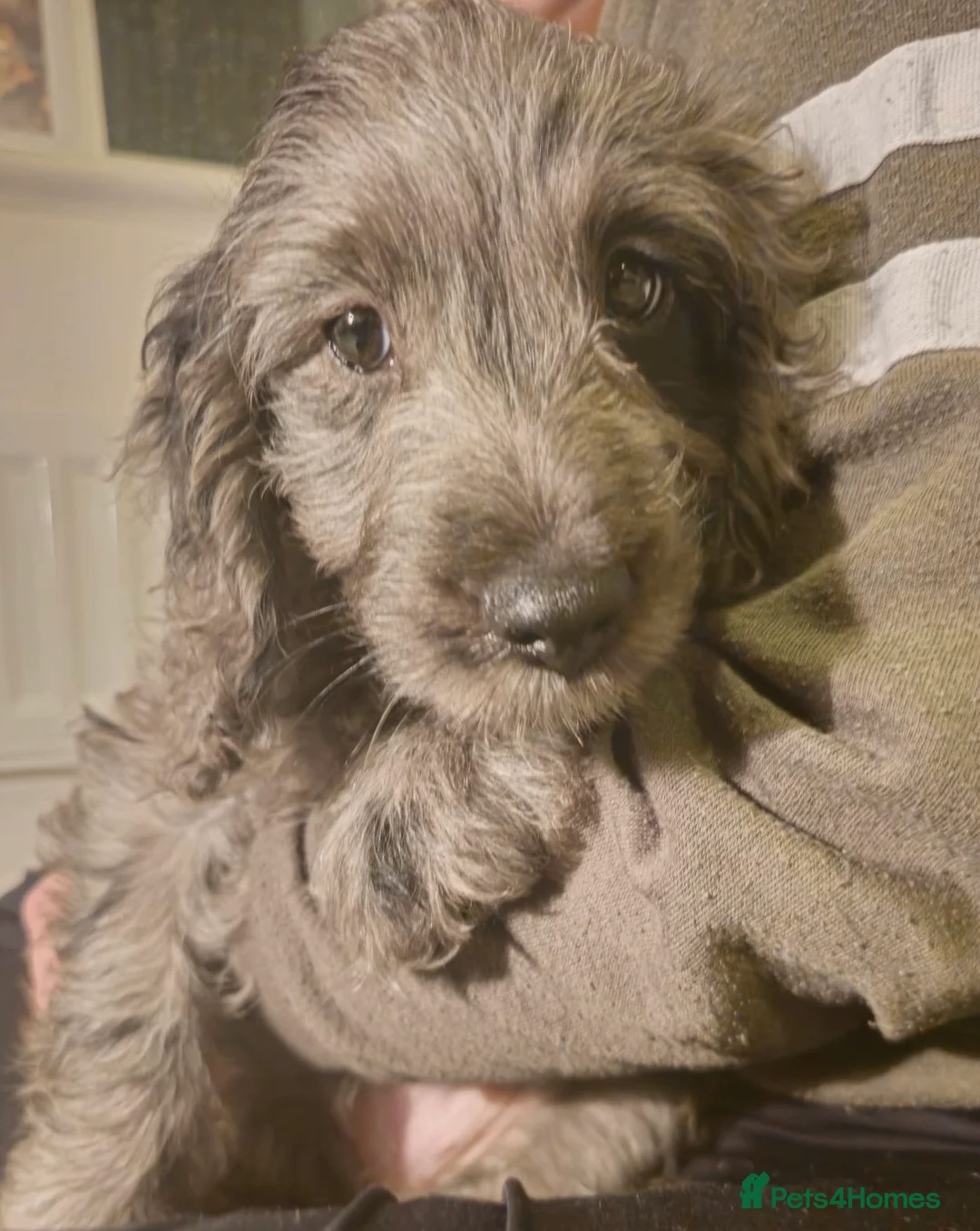 Cockapoo dogs for sale: Gorgeous F1 Cockapoo Puppies  - Advert 6