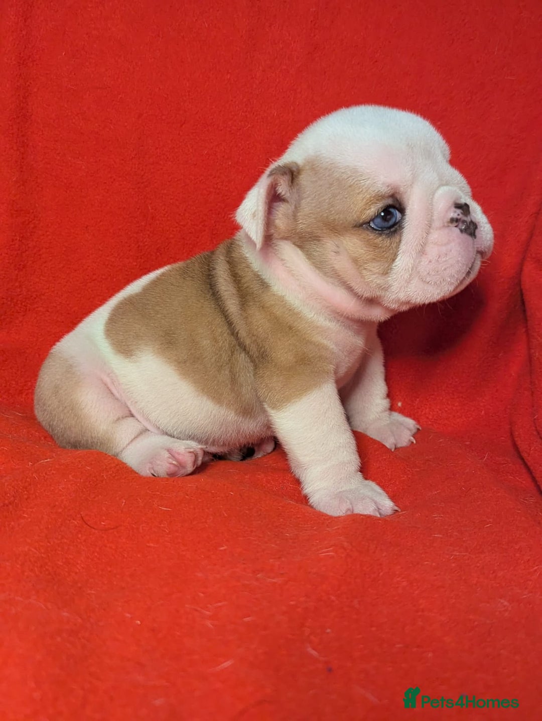 English Bulldog dogs for sale: Nine stunning bulldogs - Image 5