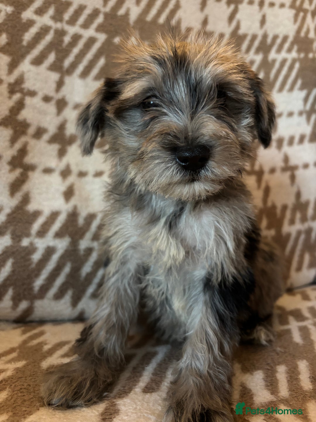 Mixed Breed dogs for sale: Truly special Schnoodle pups *unique colouring* - Advert 11