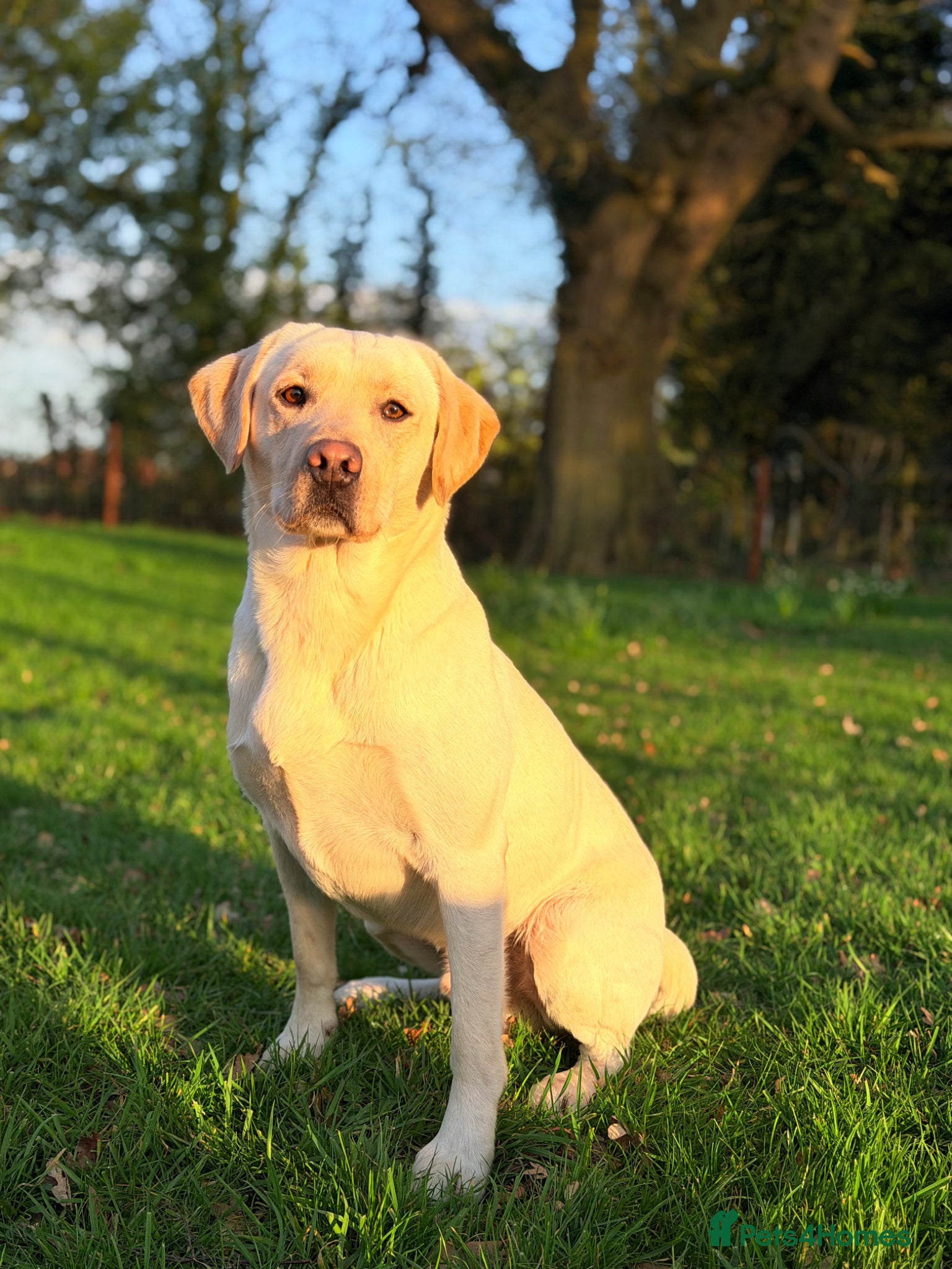 Labrador Retriever dogs for stud: Standing at stud Thistlerun white river of rednels - Advert 1