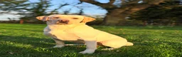 Labrador Retriever dogs for stud: Standing at stud Thistlerun white river of rednels in Thetford - Advert 1