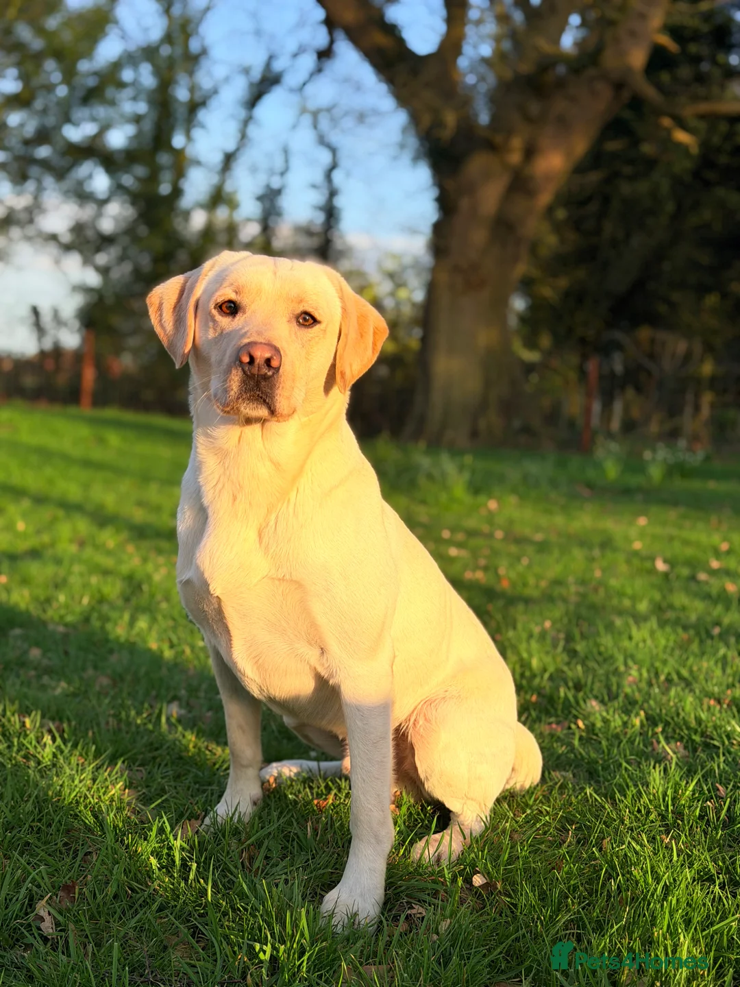 Labrador Retriever dogs for stud: Standing at stud Thistlerun white river of rednels in Thetford - Advert 1