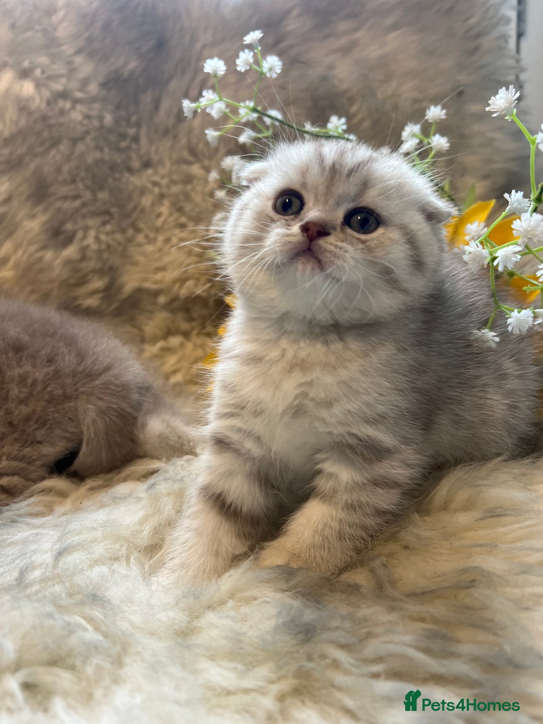 Scottish Fold cats for sale: Chocolate spotted Scottish kittens  - Image 6