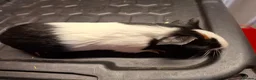 Guinea Pig rodents for sale: Male and female baby guinea pigs for sale - Advert 4