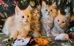 Maine Coon cats for sale: Maine Coon Kittens TICA  - Image 24