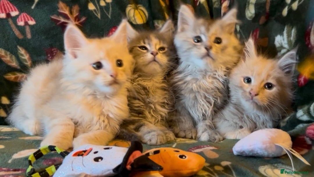 Maine Coon cats for sale: Maine Coon Kittens TICA  - Image 24