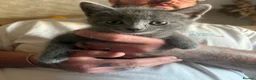 Domestic Shorthair cats for sale: Male Grey Kitten for Sale  - Advert 13