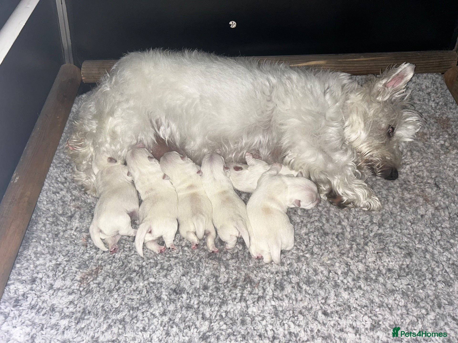 West Highland Terrier dogs Westie pups - Advert 16