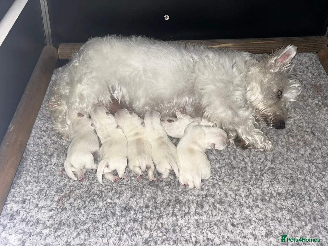 West Highland Terrier dogs for sale: Westie pups in Dalkeith - Advert 1