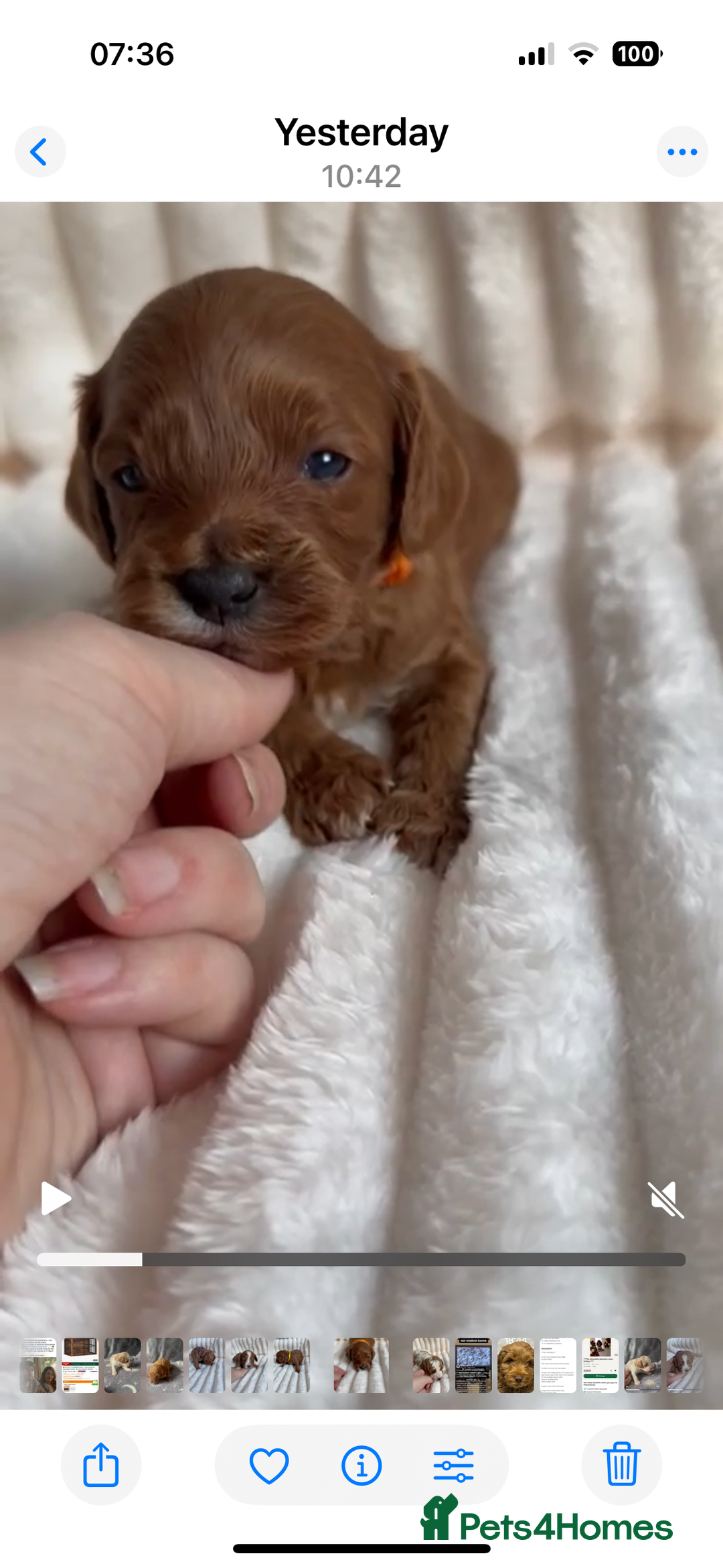 Cavapoo dogs for stud: PROVEN F1 Red Cavapoo stud-DNA Fully health tested - Advert 26