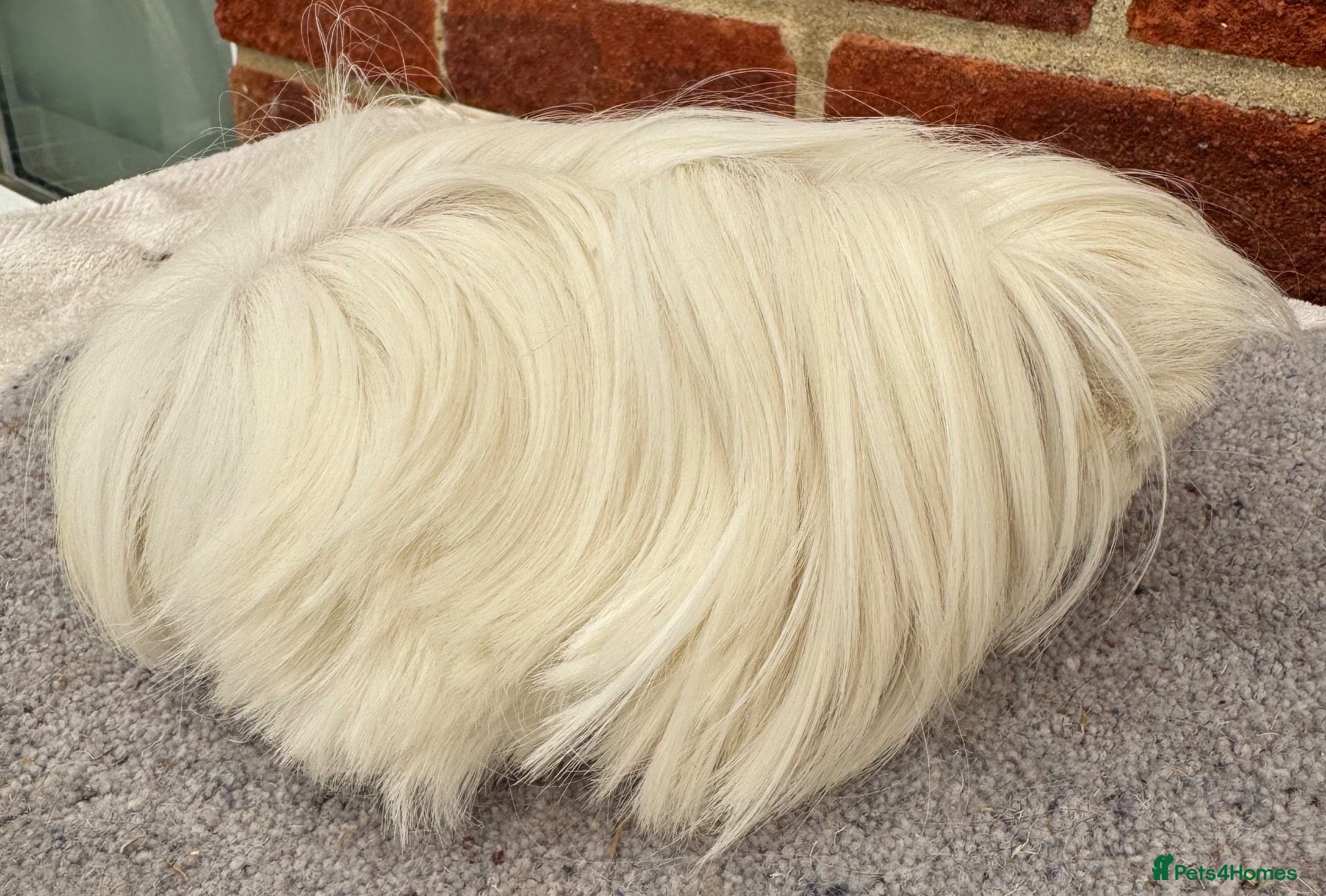 Guinea Pig rodents Peruvian sows x 2 - Advert 2
