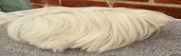 Guinea Pig rodents for sale: Peruvian sows x 2 - Advert 1