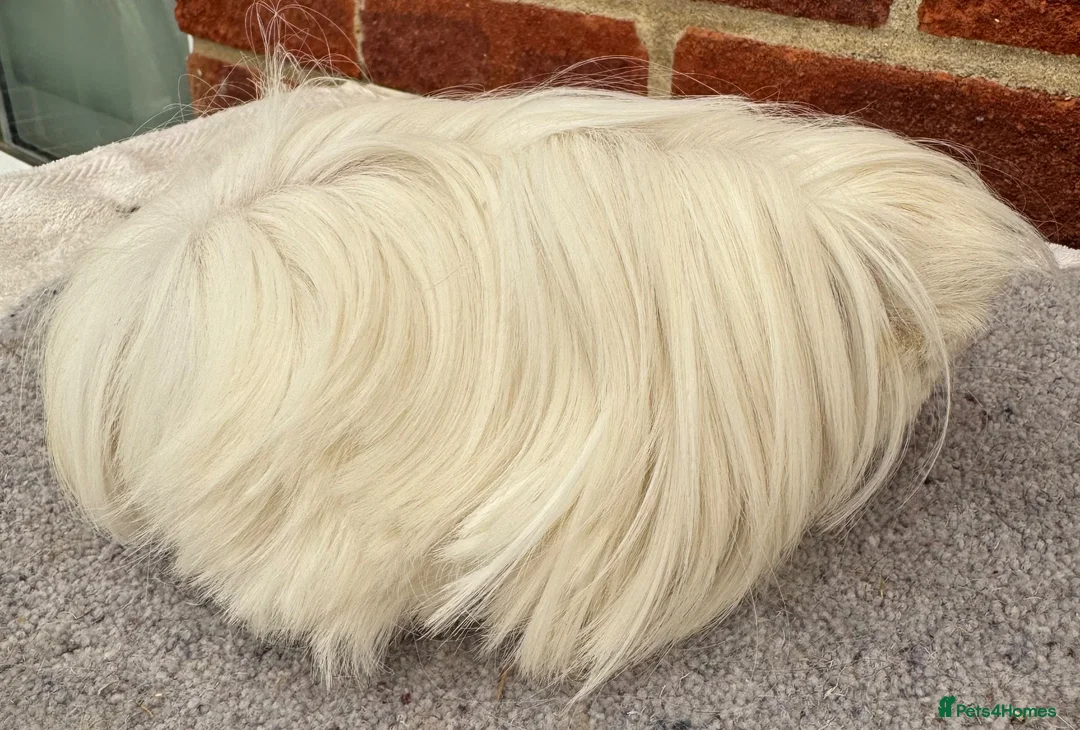 Guinea Pig rodents for sale: Peruvian sows x 2 - Advert 1