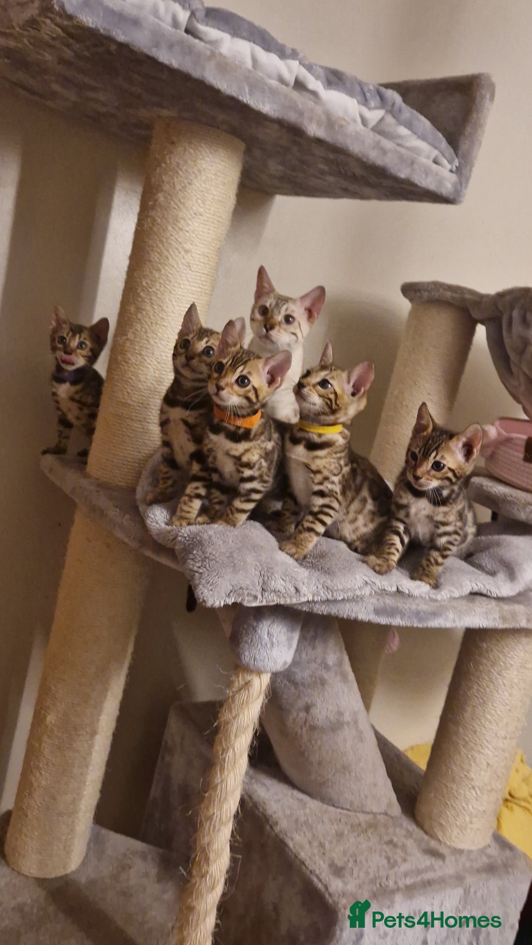 Bengal cats for sale: Beautiful kittens 🥰 - Advert 7