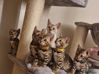Bengal cats Beautiful kittens 🥰 - Advert 14