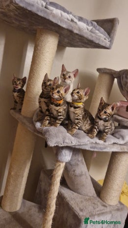 Bengal cats Beautiful kittens 🥰 - Advert 15