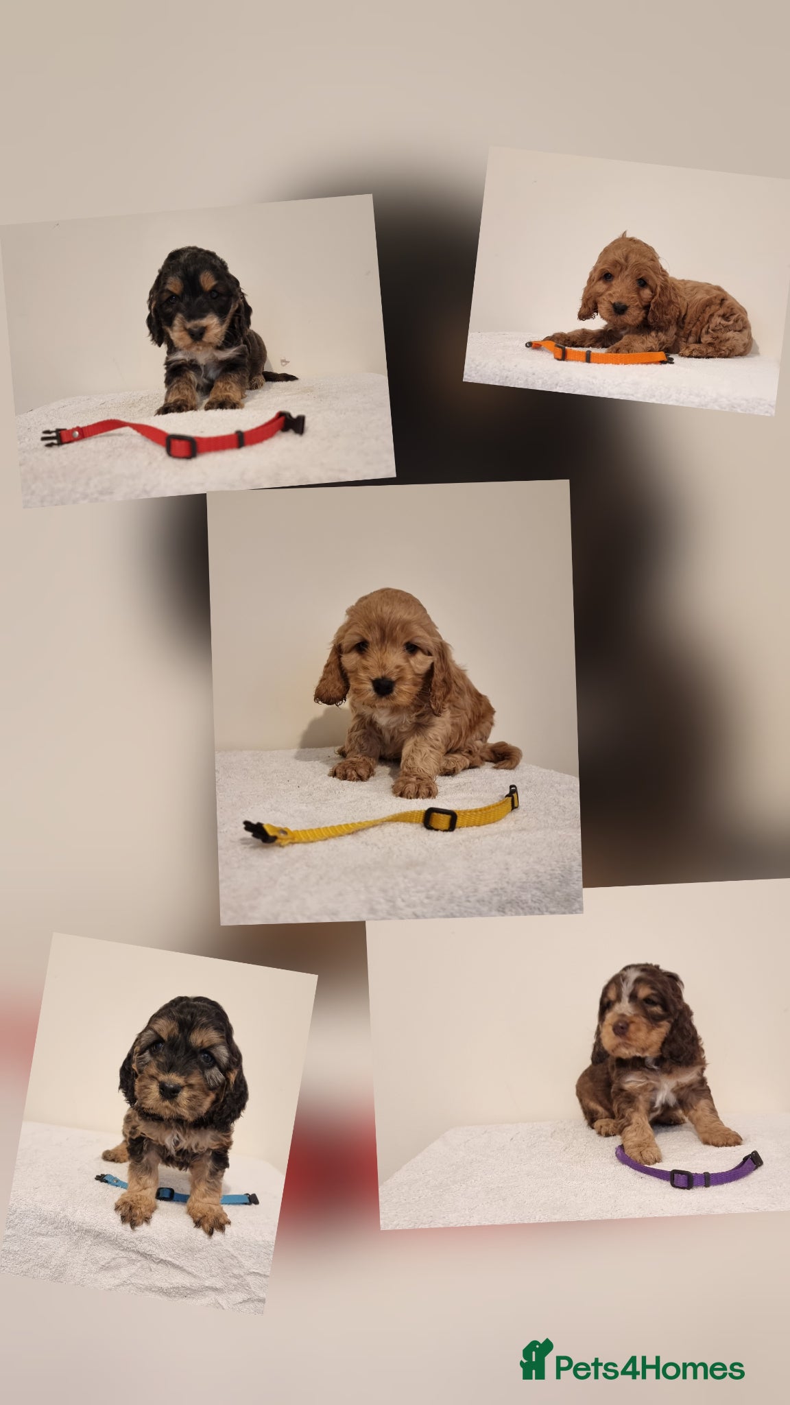 Cockapoo dogs Cockapoo  - Advert 1