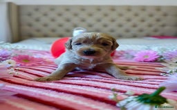 Maltipoo dogs for sale: STUNNING F1B MALTIPOO PUPPIES 🐶🎅🏼 - Image 8