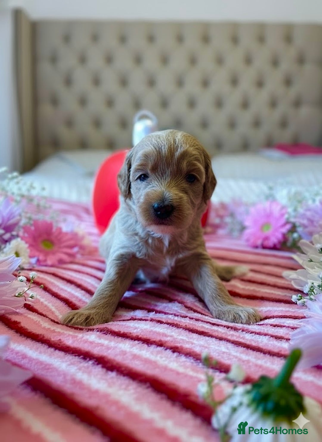 Maltipoo dogs for sale: STUNNING F1B MALTIPOO PUPPIES 🐶🎅🏼 - Image 8