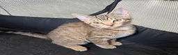 Mixed Breed cats for sale: Tabby kittens available  - Advert 4