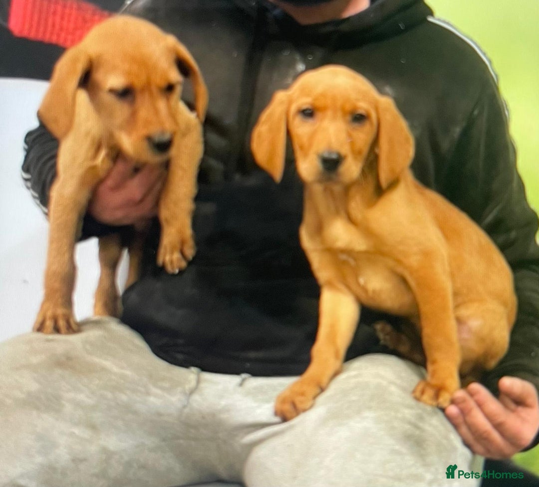 Mixed Breed dogs for sale: Hungarian Vizsla X Labrador Retriever - Advert 5
