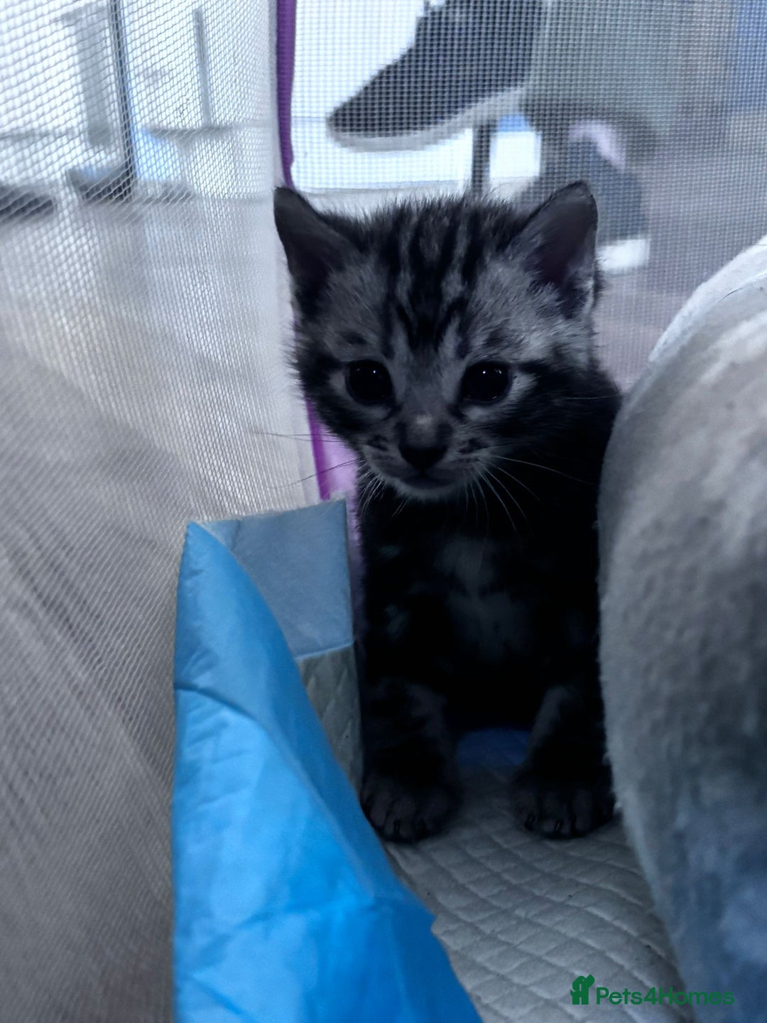 Bengal cats for sale: 4 tabby kittens ready from 20th September  - Image 7