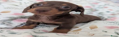 Miniature Dachshund Puppy 2