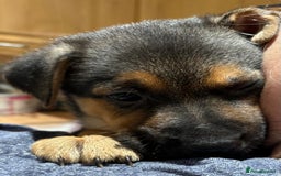 Mixed Breed dogs for sale: Gsd x Mali x Staffy - Image 12