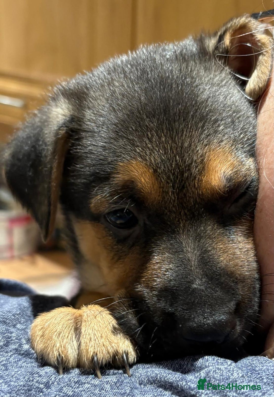 Mixed Breed dogs for sale: Gsd x Mali x Staffy - Image 12