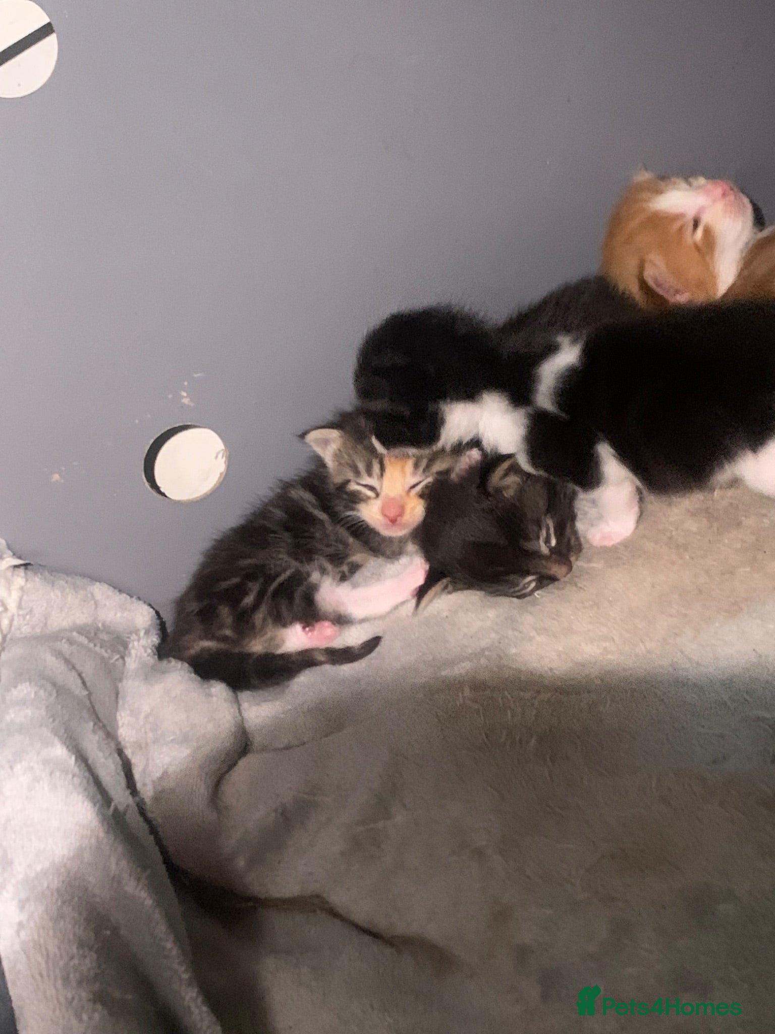 Domestic Shorthair cats Beautiful kittens  - Advert 21