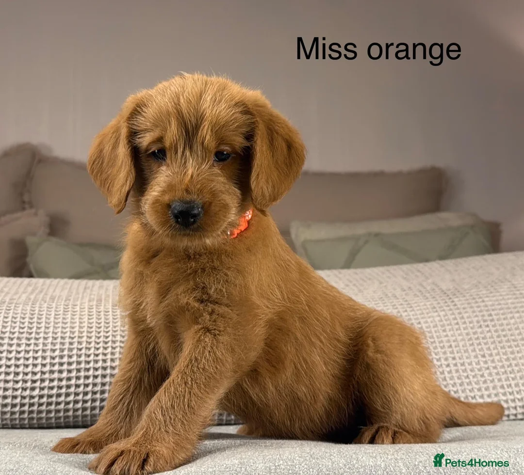 Goldendoodle dogs for sale: HEAD TURNING BOYS AND GIRLS. HEALTH TESTED LINEAGE - Advert 2