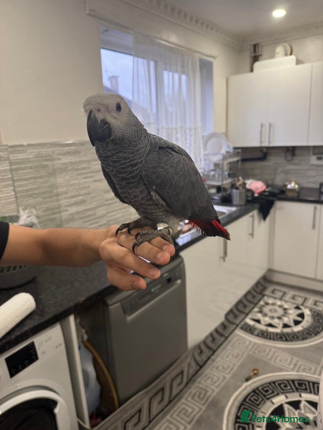 Parrots birds for sale: Tame Baby African parrot  - Advert 4