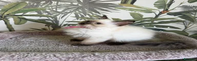 Ragdoll 6