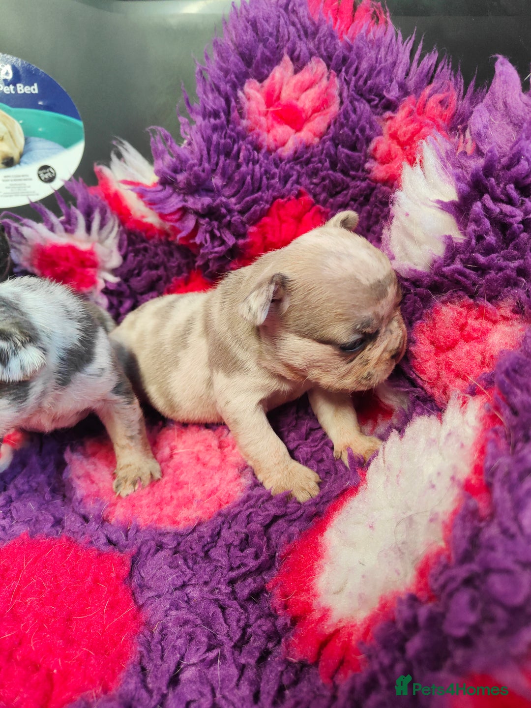 French Bulldog dogs for sale: 💥French bulldog puppies 💥 - Image 2