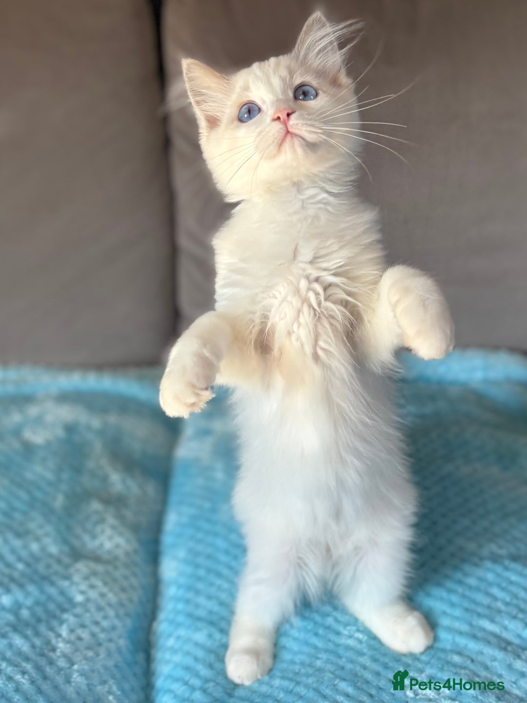 Ragdoll cats for sale: GCCF registered Kitten! 💙 Lilac  - Image 8