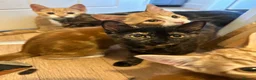 Mixed Breed cats for sale: Beautiful Ginger & Tortoiseshell Kittens in Faringdon - Advert 7