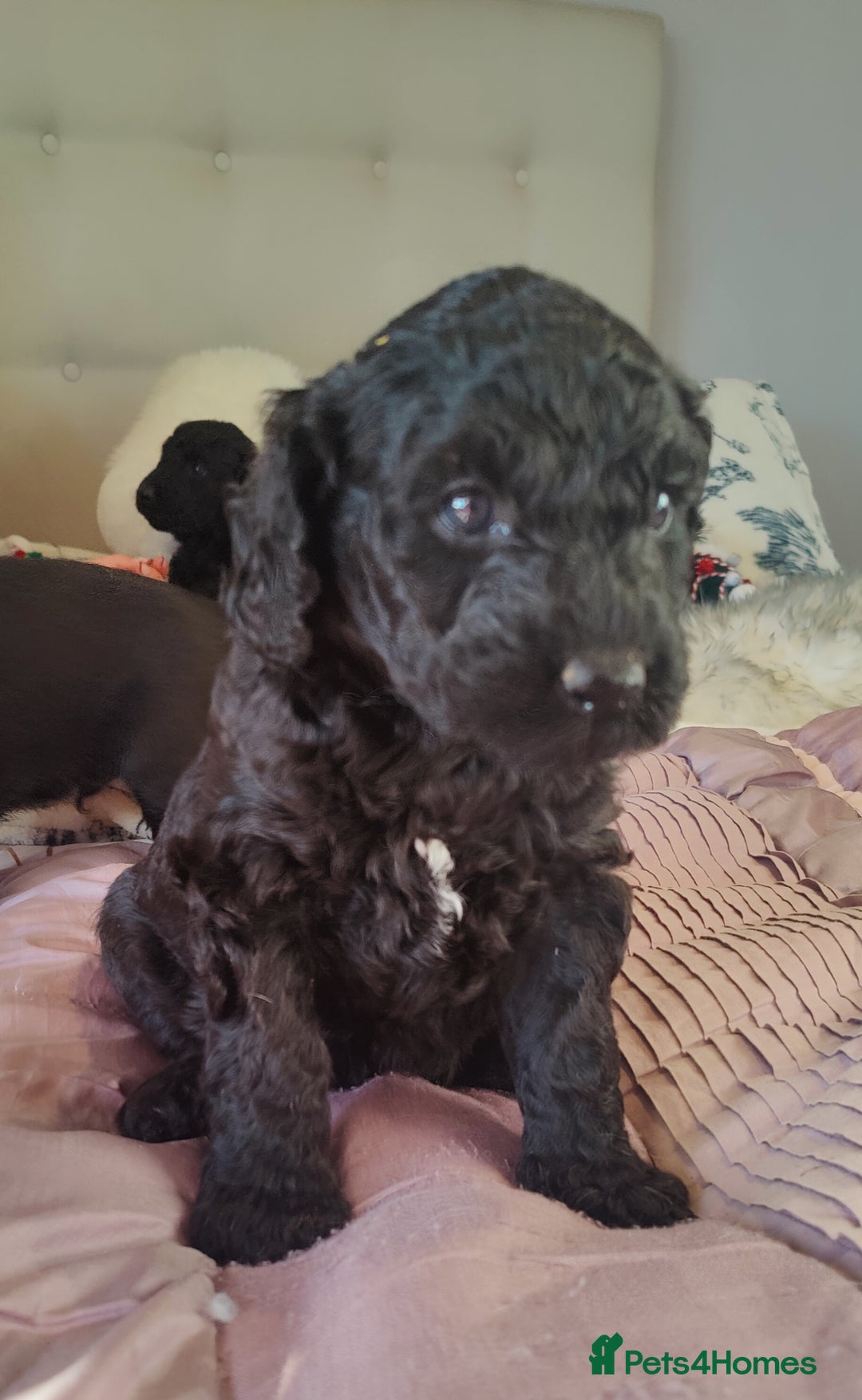 Labradoodle dogs for sale: Beautiful labradoodle puppies  - Advert 4